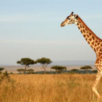 Giraf i Afrika