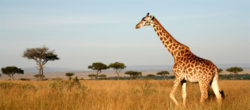 Giraf i Afrika