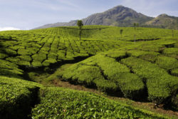 Teplantage i Indien